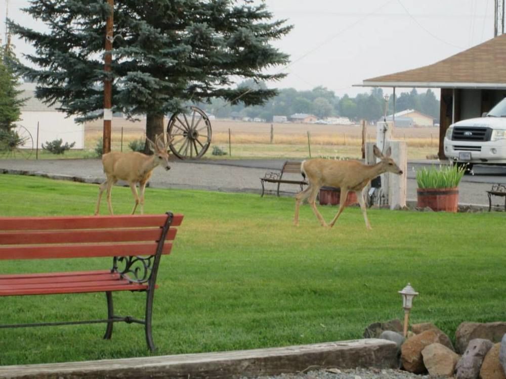 Rim Rock Motel アルトゥラス エクステリア 写真